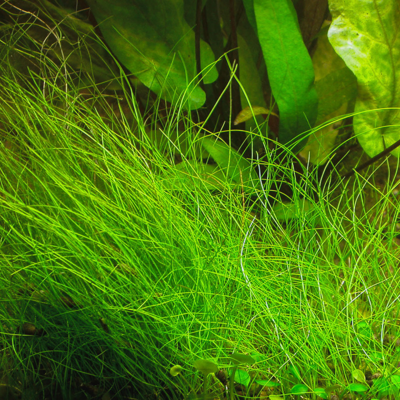 Eleocharis parvula