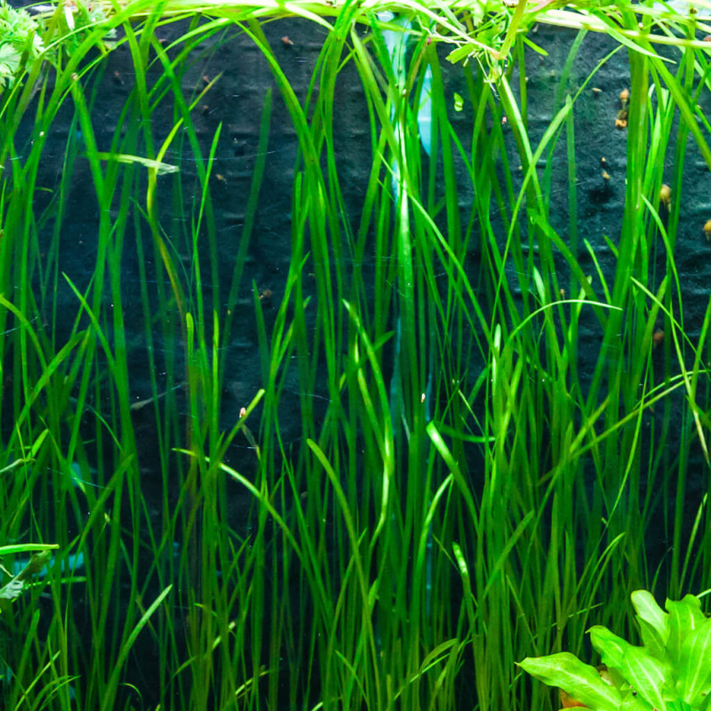 Vallisneria americana Natans