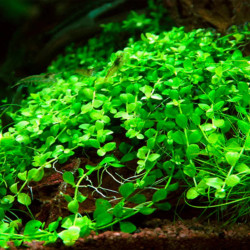 Micranthemum 'Monte Carlo' en Vitro Micranthemum 'Monte Carlo' en Vitro