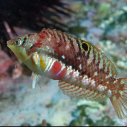 Halichoeres margaritaceus - Bleeding Heart Wrasse Halichoeres margaritaceus - Bleeding Heart Wrasse