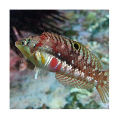 Halichoeres margaritaceus - Bleeding Heart Wrasse