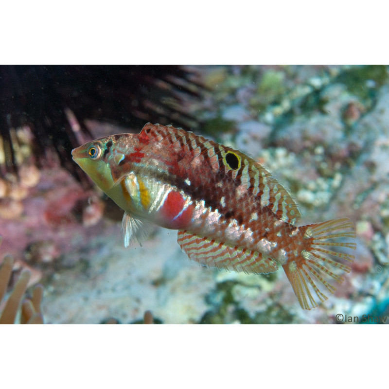 Halichoeres margaritaceus - Bleeding Heart Wrasse