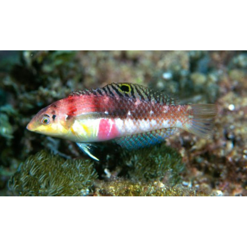 Halichoeres margaritaceus - Bleeding Heart Wrasse