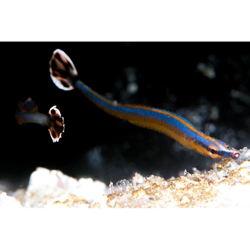 Doryrhamphus excisus - Bluestripe Pipefish