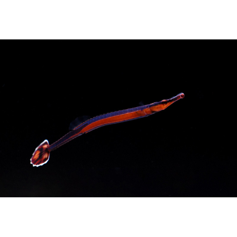 Doryrhamphus excisus - Bluestripe Pipefish Doryrhamphus excisus - Bluestripe Pipefish