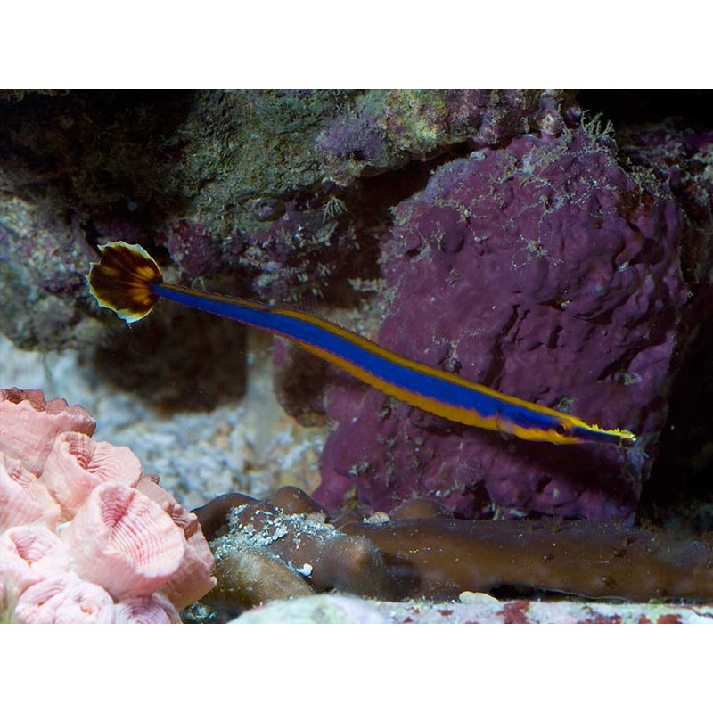 Doryrhamphus excisus - Bluestripe Pipefish