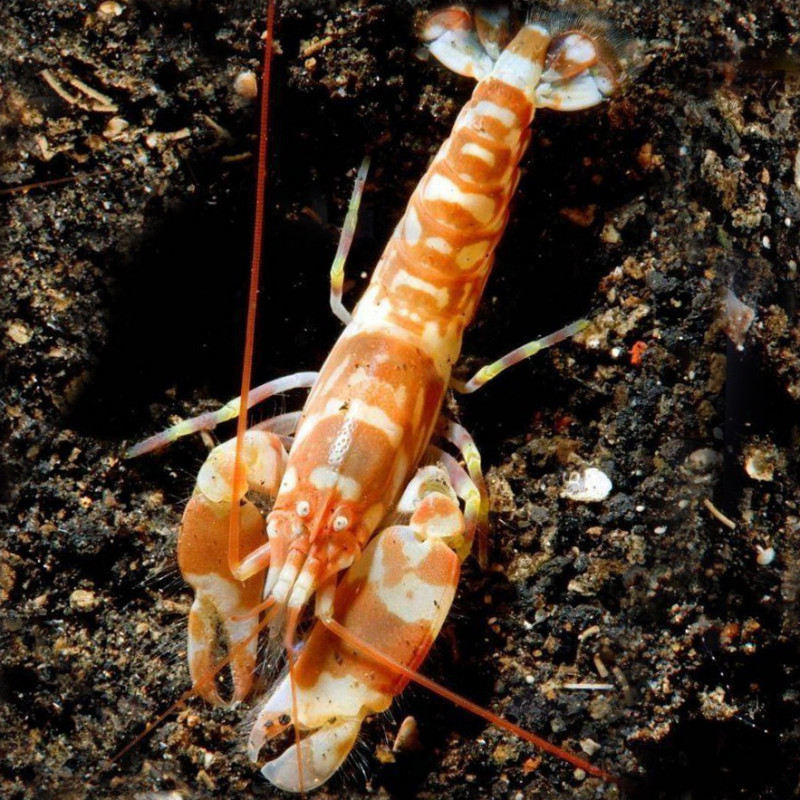 Alpheus bellulus - Tiger Pistol Shrimp