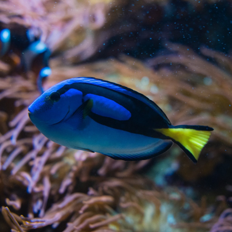 Paracanthurus hepatus, Blue Tang M