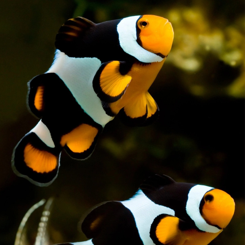 Amphiprion percula, Picasso Clownfish Par L