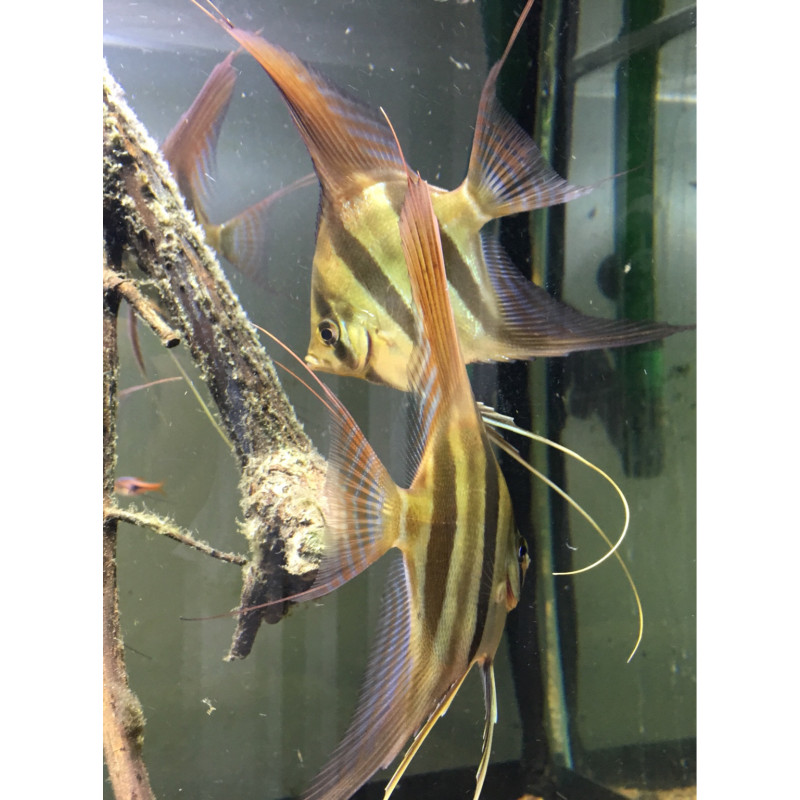 Escalar Peruviano "PERUVIAN ALTUM" - P. Scalare