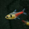 Megalamphodus roseus - Yellow Phantom Tetra