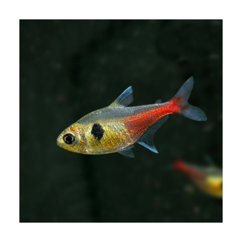 Megalamphodus roseus - Yellow Phantom Tetra