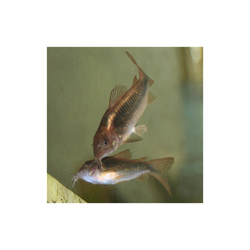 Corydoras aeneus (Línea Dorada)