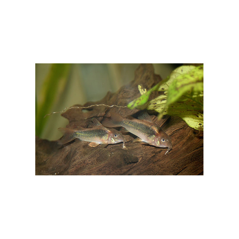 Corydoras aeneus (Gold Line)