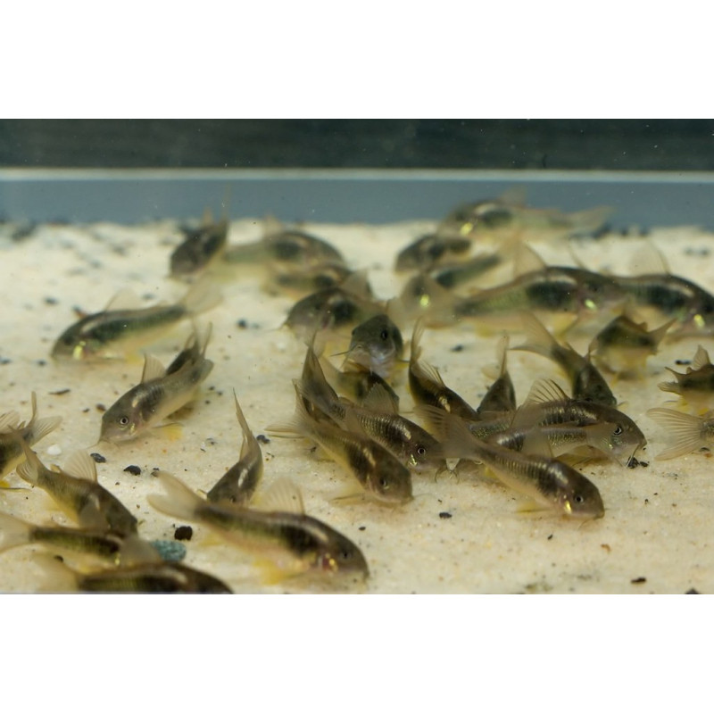 Corydoras aeneus (Línea Dorada)