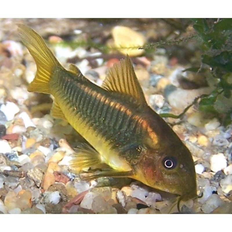 Corydoras aeneus (Línea Dorada)