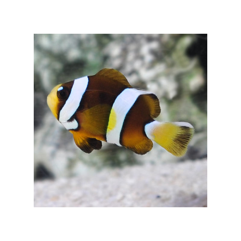 Peixe Palhaço Clarkii Pearl Eye - Amphiprion clarkii