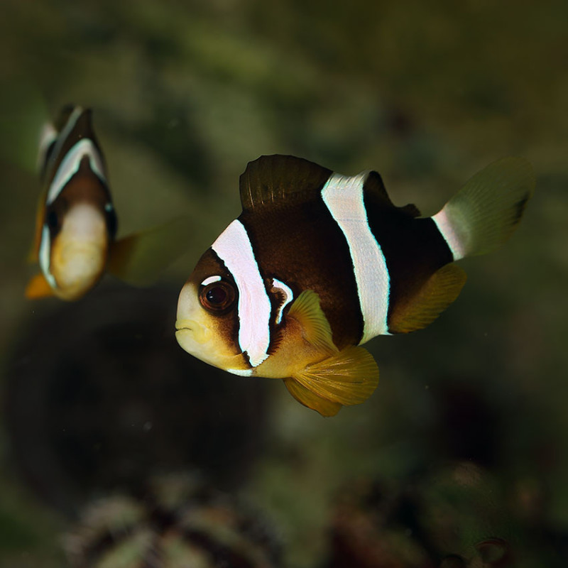 Peixe Palhaço Clarkii Pearl Eye - Amphiprion clarkii