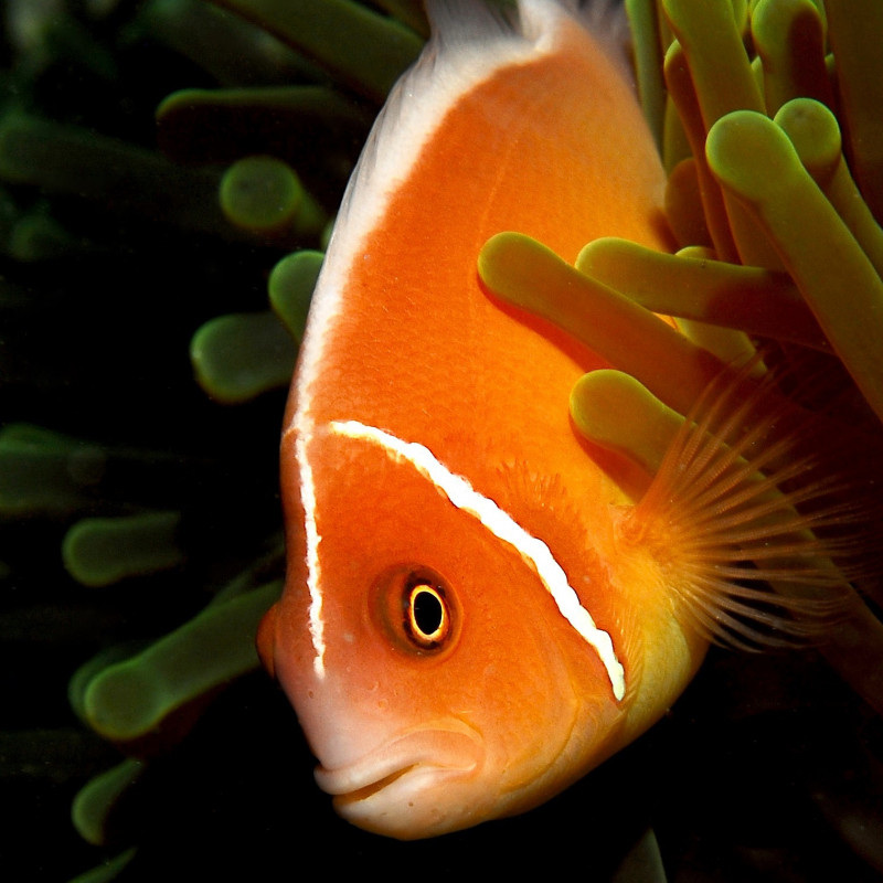 Amphiprion perideraion - Skunk Clownfish TB