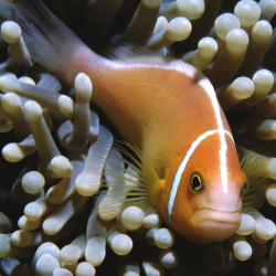 Amphiprion perideraion - Skunk Clownfish TB Amphiprion perideraion - Skunk Clownfish TB