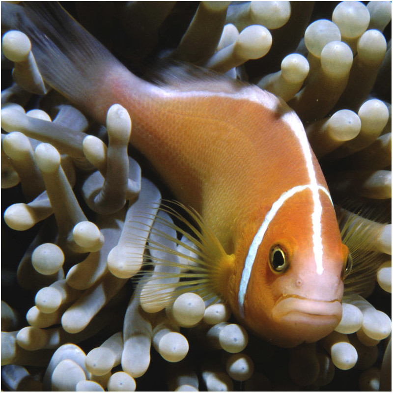 Amphiprion perideraion - Skunk Clownfish TB