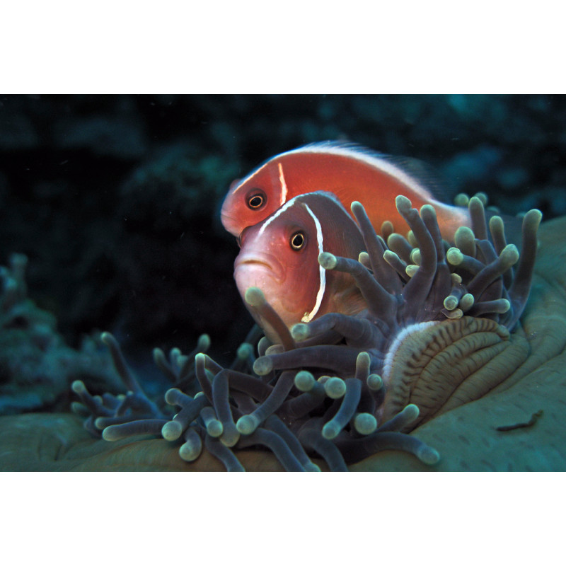 Amphiprion perideraion - Skunk Clownfish TB