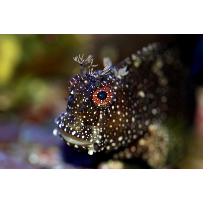 Salarias ramosus - Starry Blenny Salarias ramosus - Starry Blenny