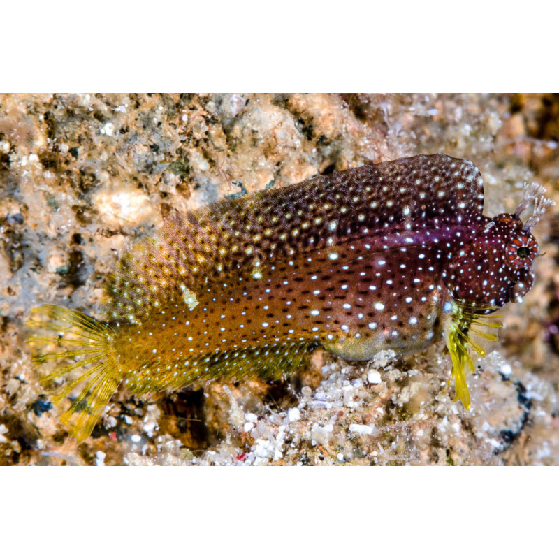 Salarias ramosus - Starry Blenny Salarias ramosus - Starry Blenny