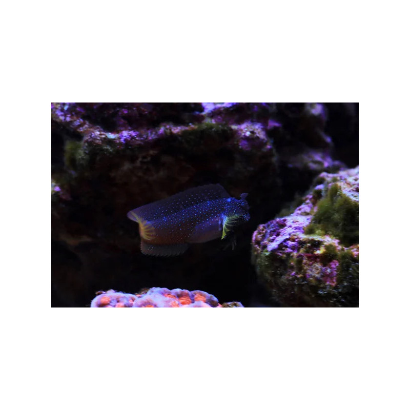 Salarias ramosus - Starry Blenny Salarias ramosus - Starry Blenny