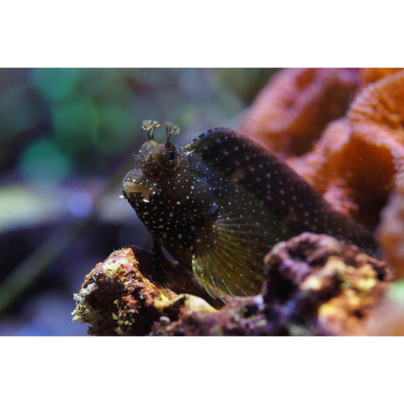 Salarias ramosus - Starry Blenny Salarias ramosus - Starry Blenny