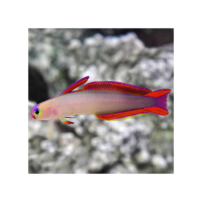 Purple Firefish Goby - Nemateleotris decora