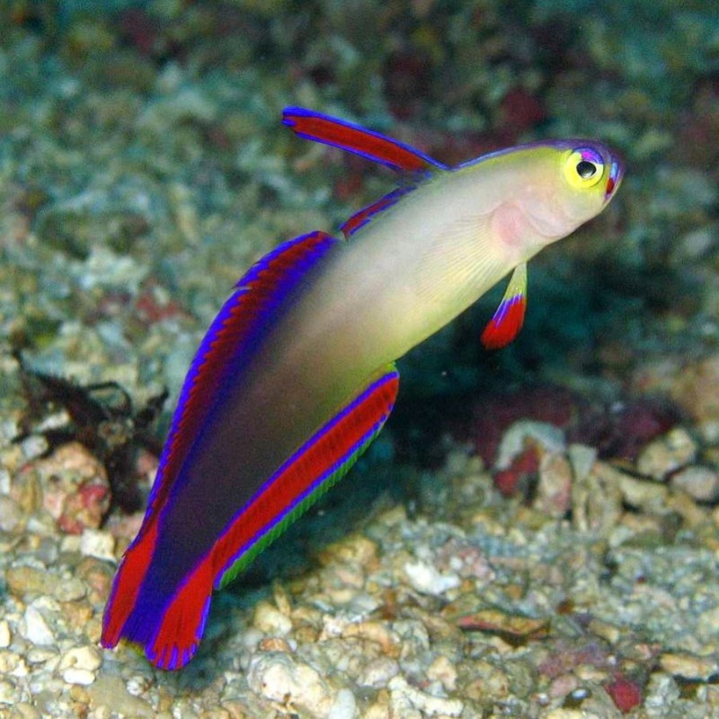 Purple Firefish Goby - Nemateleotris decora Purple Firefish Goby - Nemateleotris decora