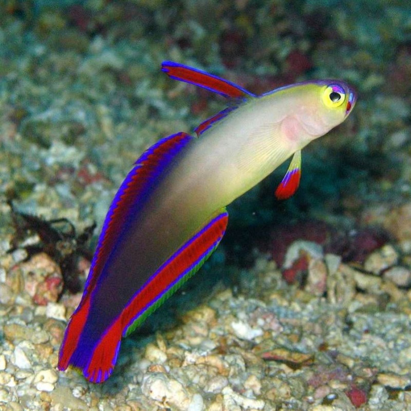 Purple Firefish Goby - Nemateleotris decora