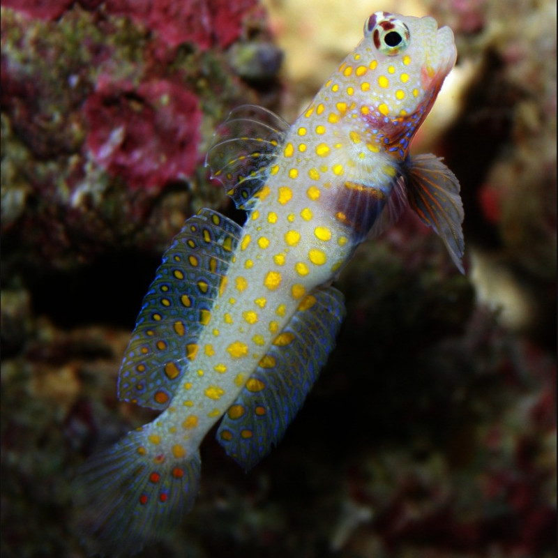 Amblyeleotris guttata - Spotted Prawn Goby Amblyeleotris guttata - Spotted Prawn Goby