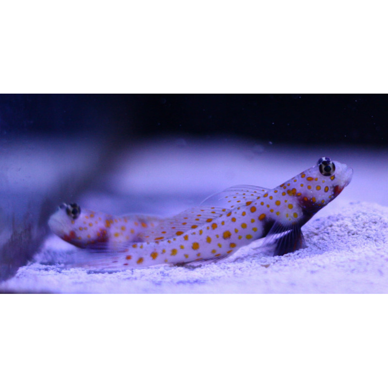 Amblyeleotris guttata - Spotted Prawn Goby