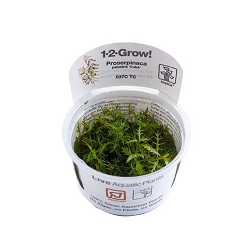 Proserpinaca palustris Proserpinaca palustris