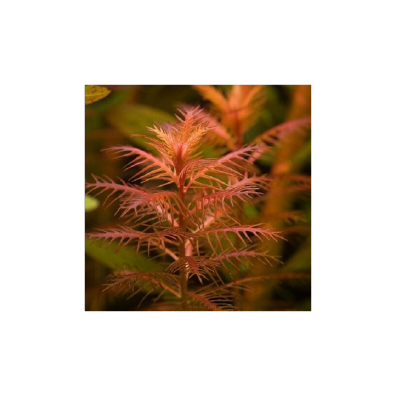 Proserpinaca palustris Proserpinaca palustris