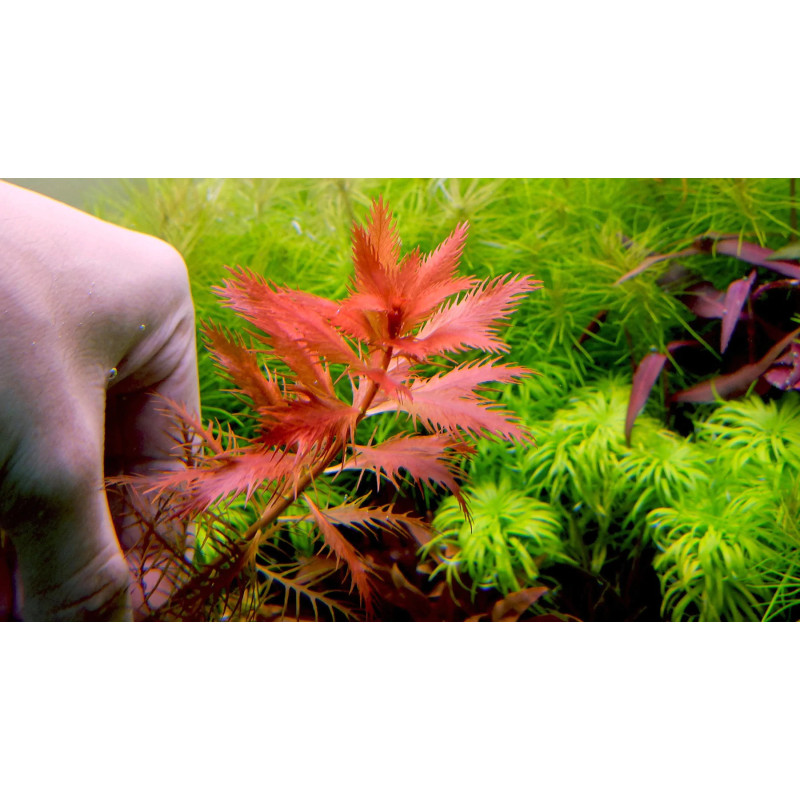 Proserpinaca palustris Proserpinaca palustris