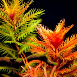 Proserpinaca palustris
 Productor-Tropica