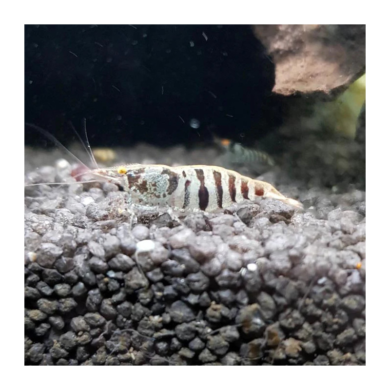 Caridina cf. Rayas babaulti
