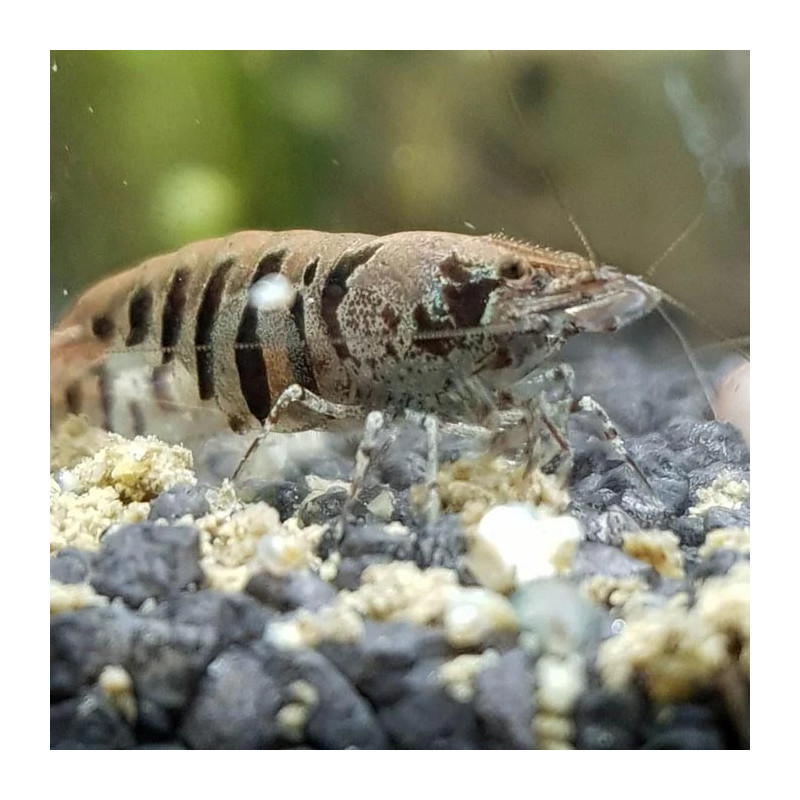 Caridina cf. babaulti Stripes