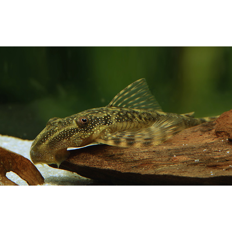 L92/L194 Lasiancistrus tentaculatus - Orinoco Woodeating Lasiancistrus