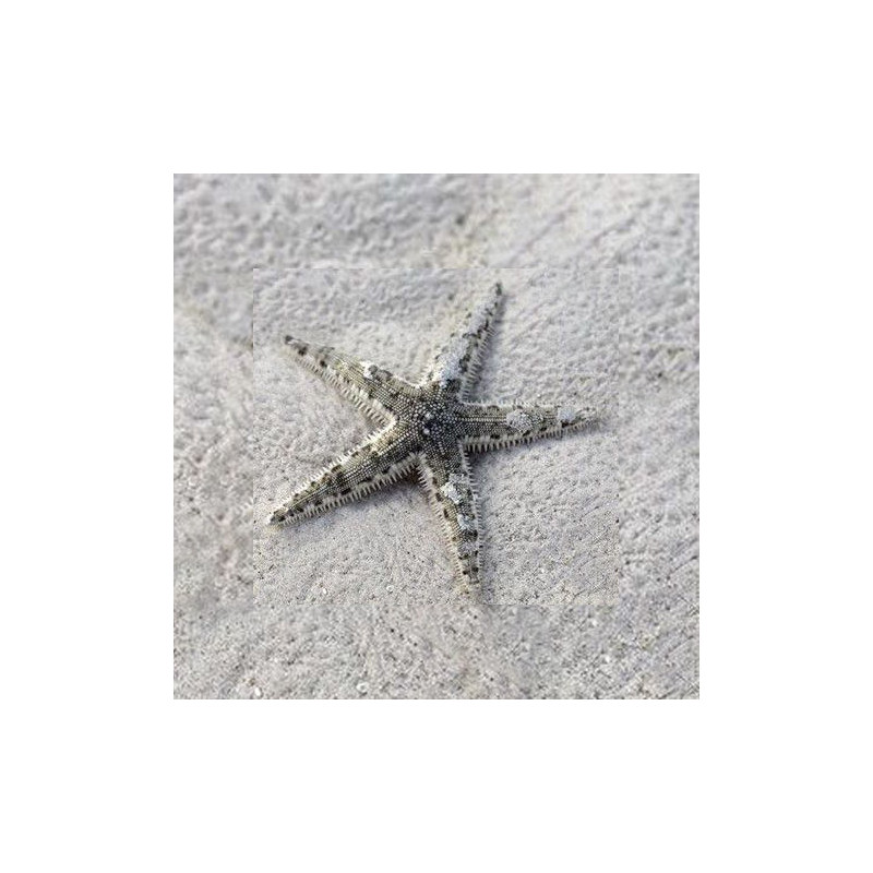 Archaster typicus - Sand Sifting Star