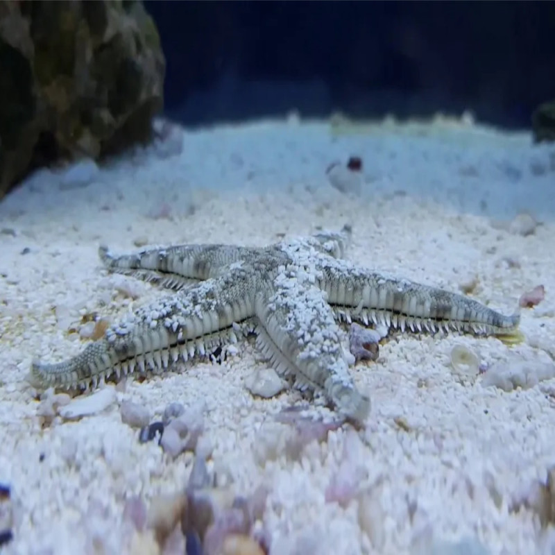 Archaster typicus - Sand Sifting Star