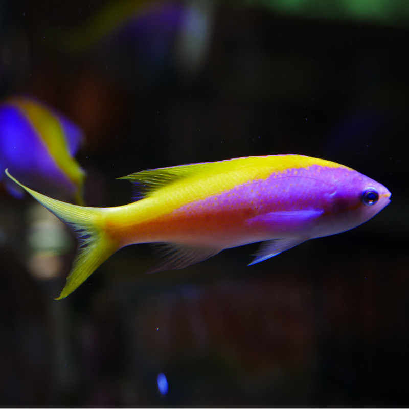 Pseudanthias evansi - Yellowback anthias