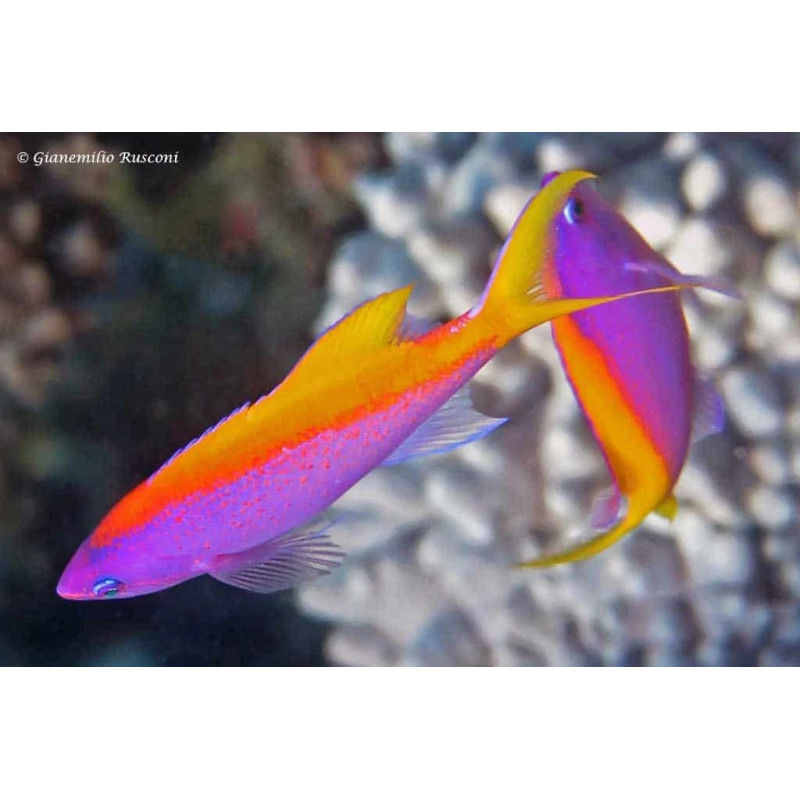 Pseudanthias evansi - Yellowback anthias Pseudanthias evansi - Yellowback anthias