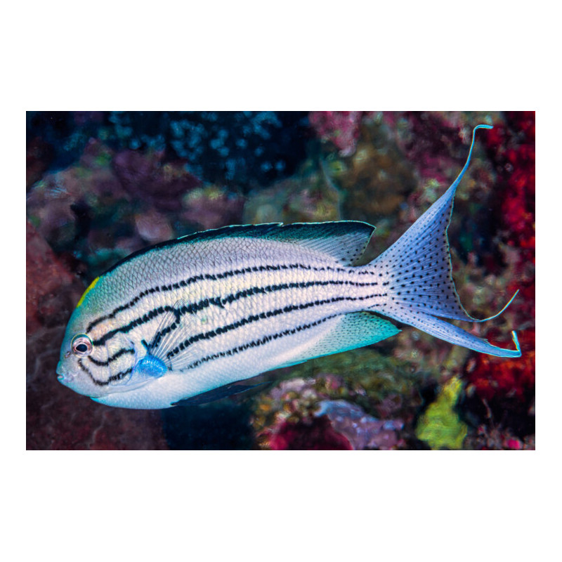 Genicanthus lamarck - Lamarck's Angelfish Genicanthus lamarck - Lamarck's Angelfish
