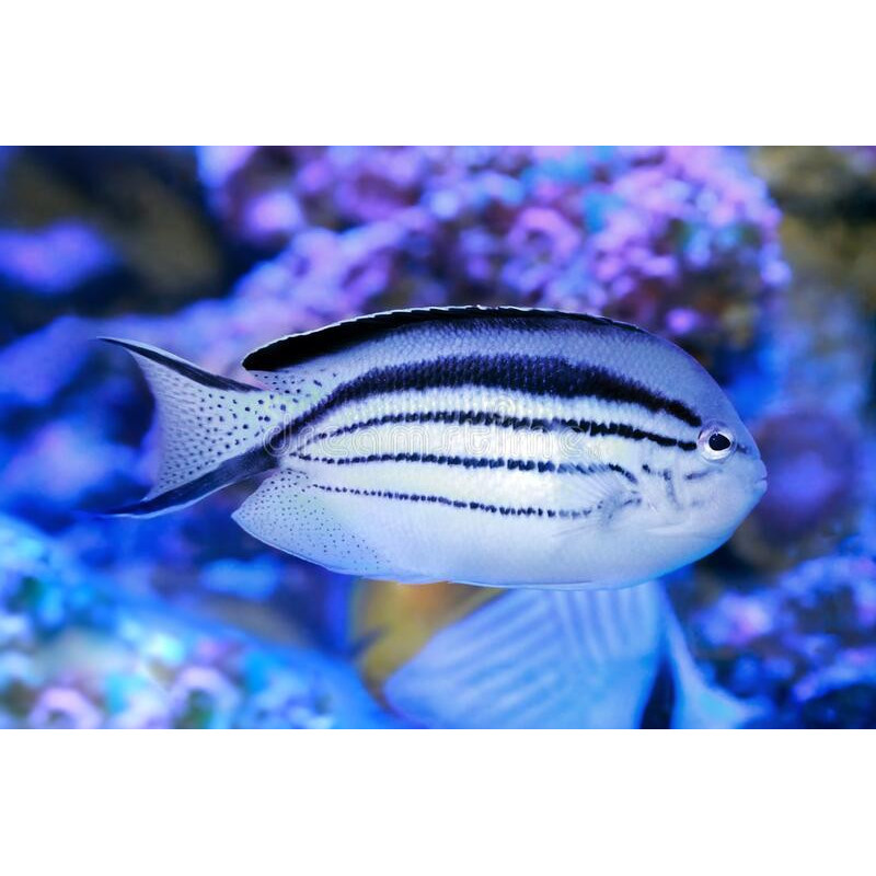 Genicanthus lamarck - Lamarck's Angelfish Genicanthus lamarck - Lamarck's Angelfish