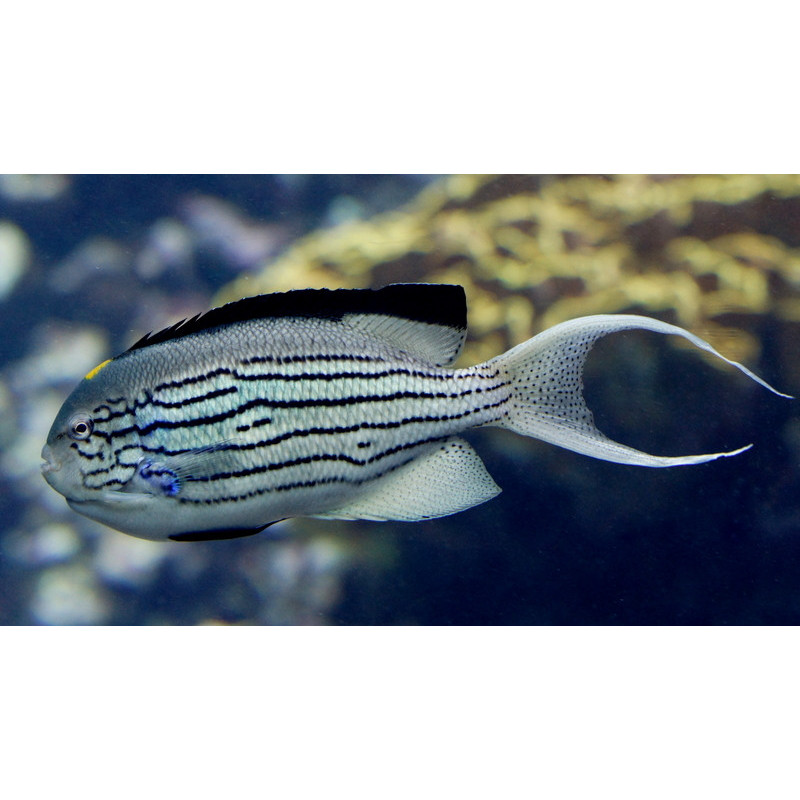 Genicanthus lamarck - Lamarck's Angelfish Genicanthus lamarck - Lamarck's Angelfish