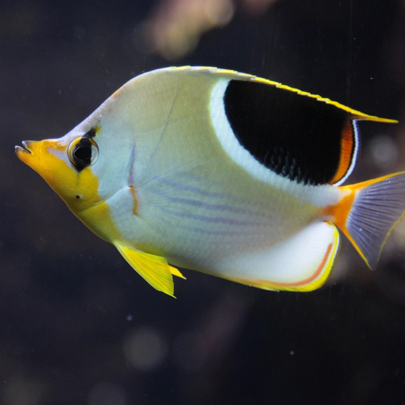 Chaetodon ephippium - Saddleback Butterflyfish